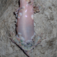 This image shows a gecko with a significant portion of its scales removed. Incredibly, they grow back within weeks. (Image: F. Glaw)